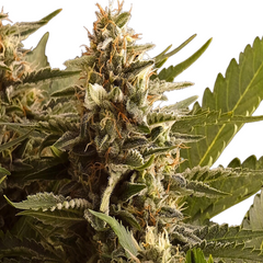 HOLY SNOW - GREEN HOUSE SEED CO