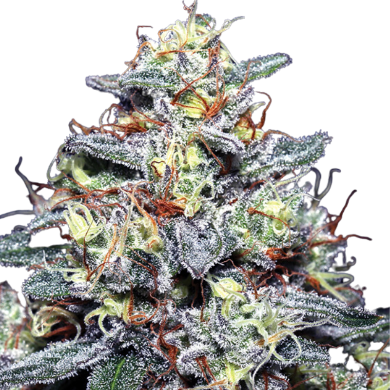 HYPER GLUE Fem - ANESIA SEEDS