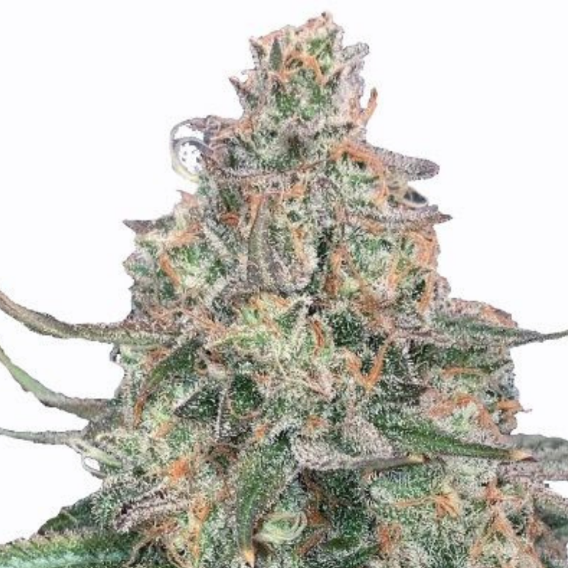 ICE CREAM CAKE Fem  - BARNEY'S FARM