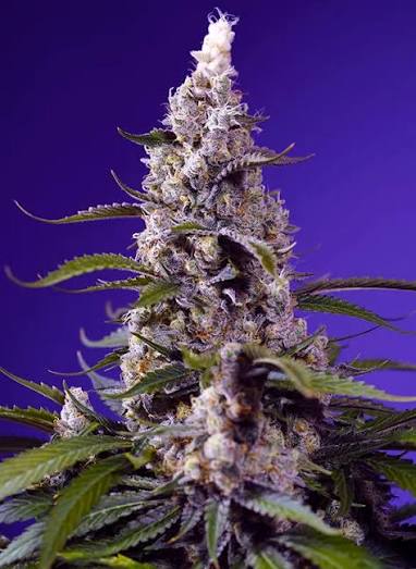 Banana Cream Cake XL Auto®  Banana Cream Cake XL Auto