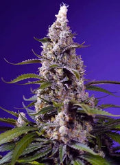Banana Cream Cake XL Auto®  Banana Cream Cake XL Auto