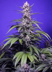 Permanent Marker XL Auto SWEET SEEDS