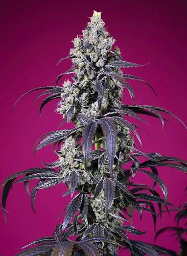 Tropicanna Cherry XL Auto SWEET SEEDS