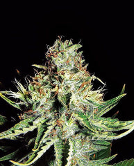 Sweet Cream XXL Auto Seeds - EXPERT SEEDS.