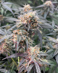 West Coast OG Auto - 420 FastBuds