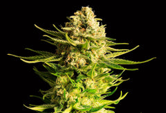 KANNABIA SEEDS -  INDICA CREAM