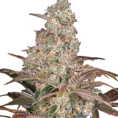 JACK’S DREAM  - GREEN HOUSE SEED CO
