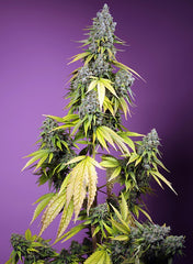 JET FUEL MANDARINE XL AUTO® 🚀🍊