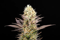 Kaboom LA REINA DE AFRICA KANNABIA FEMINSED PACK 3+1 FREE