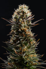 Kaboom LA REINA DE AFRICA KANNABIA FEMINSED PACK 3+1 FREE