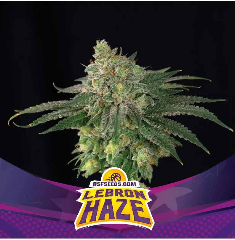 Lebron Haze XXL AUTO BIGGER. STRONGER. FASTER SEEDS