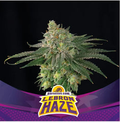 Lebron Haze XXL AUTO BIGGER. STRONGER. FASTER SEEDS
