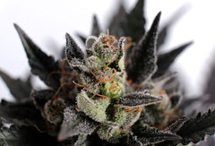 KANNABIA SEEDS - LEMON HAZE AUTO