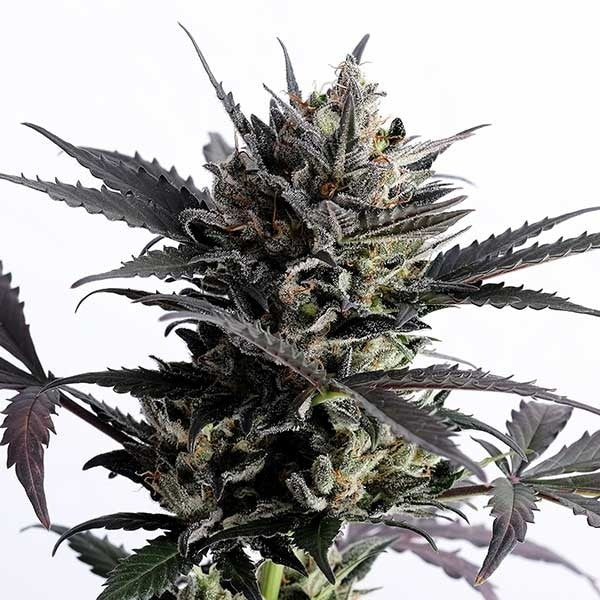LEMON HAZE AUTO  - BARNEY'S FARM
