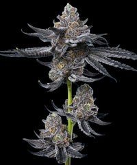 LFG Strain BARNEY`S FRAM 3SEEDS
