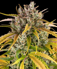 LSD Auto BARNEY`S FRAM