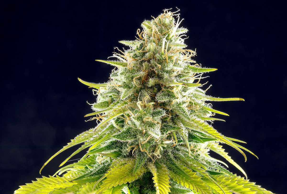 Mataro Blue KANNABIA FEM PACK 3+1 FREE