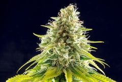 Mataro Blue KANNABIA FEM PACK 3+1 FREE