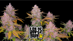 LSD-25 Auto - 420 FastBuds