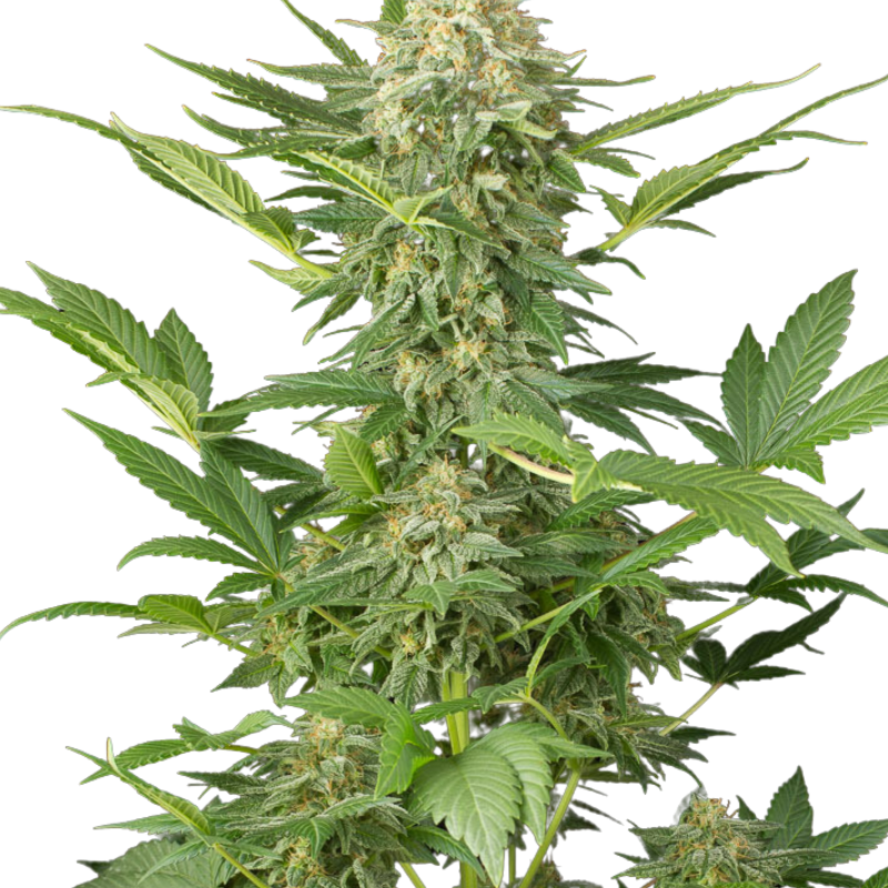 MOBY DICK (FEMINISED) - GREEN HOUSE SEED CO