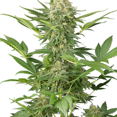 MOBY DICK (FEMINISED) - GREEN HOUSE SEED CO