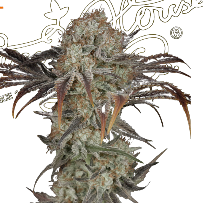 MONEY MAKER - GREEN HOUSE SEED CO