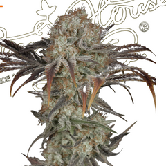 MONEY MAKER - GREEN HOUSE SEED CO