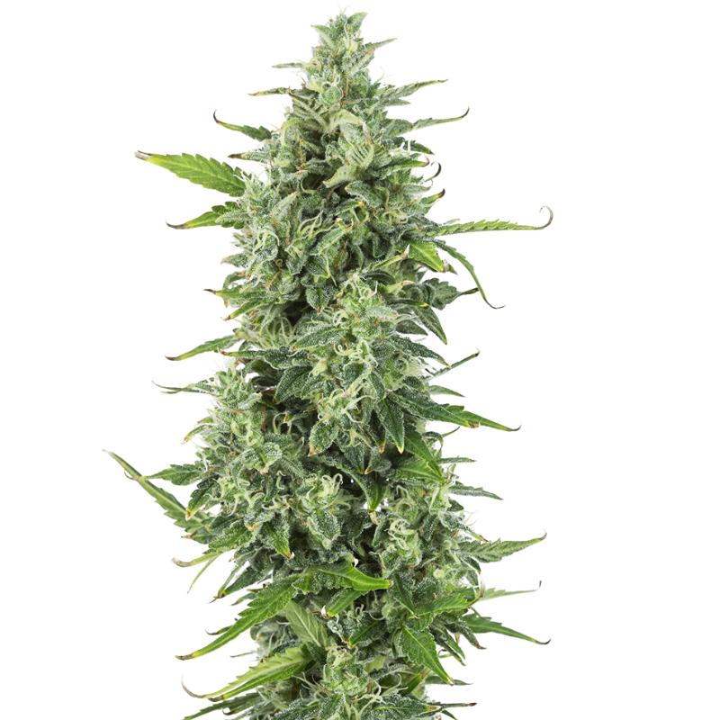 ORIGINAL OG KUSH AUTO - 420 FASTBUDS