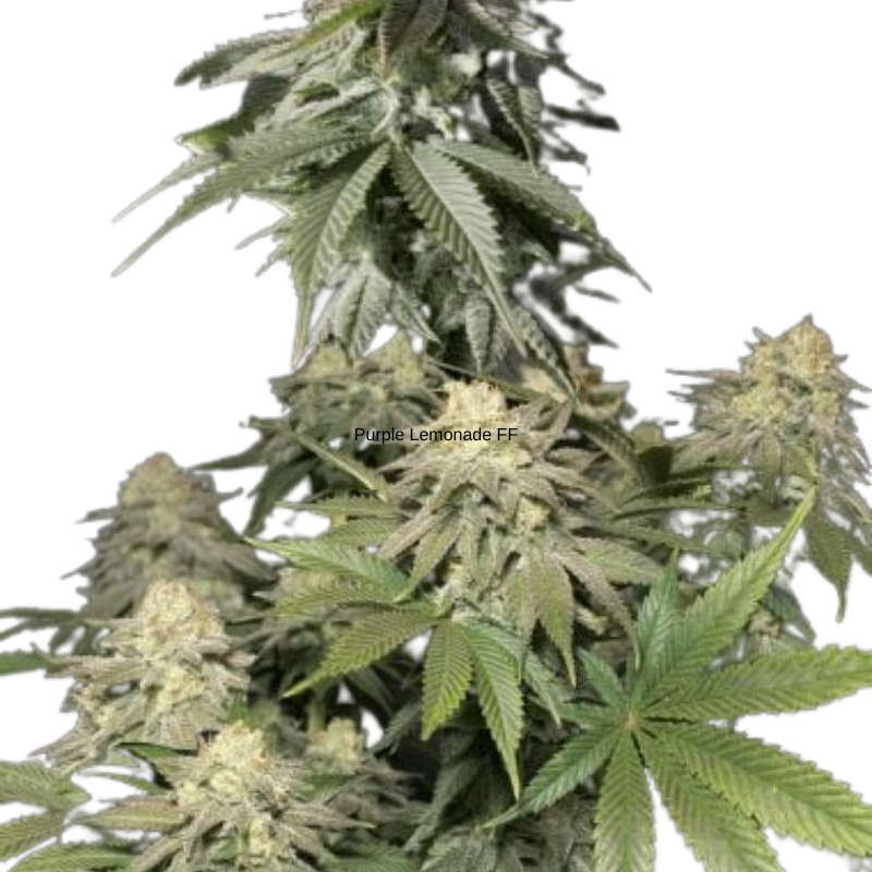 ORANGE SHERBET FASTFLOWERING - 420 FASTBUDS