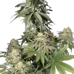 ORANGE SHERBET FASTFLOWERING - 420 FASTBUDS