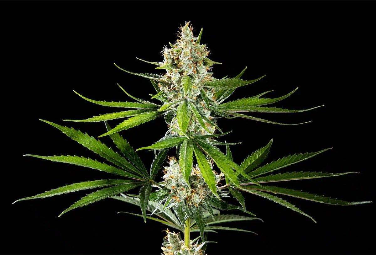Oreoz USA KANNABIA FEM pack 3+1