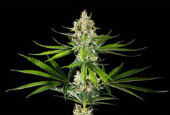 Oreoz USA KANNABIA FEM pack 3+1