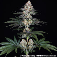 Papaya Frosting Strain FEM BARNEY`S FRAM 3 SEED