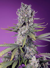 PAPAYA ZOAP F1 FAST VERSION