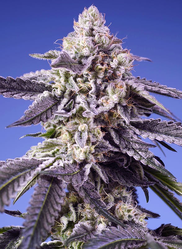 Permanent Jealousy XL Auto SWEET SEEDS