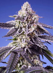 Permanent Jealousy XL Auto SWEET SEEDS