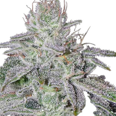 PERSIAN PIE - GREEN HOUSE SEED CO