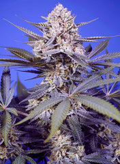 Pineapple Slush XL Auto SWEET SEEDS