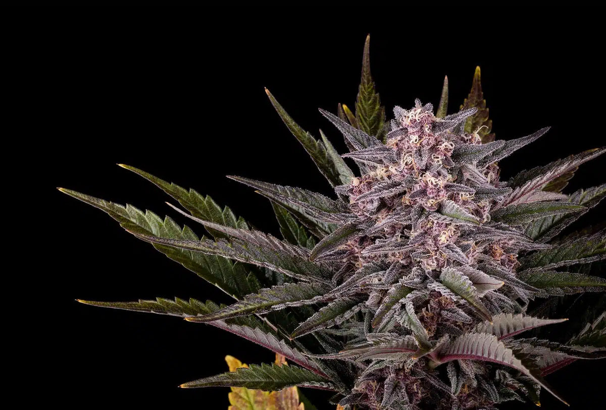 Pink Gelato FEM KANNABIA pack 3+1