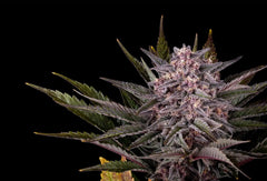 Pink Gelato FEM KANNABIA pack 3+1