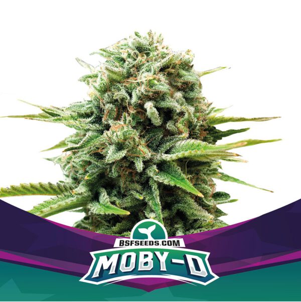 Moby-D XXL AUTO BIGGER. STRONGER. FASTER SEEDS