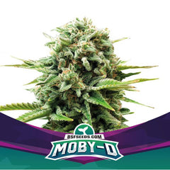 Moby-D XXL AUTO BIGGER. STRONGER. FASTER SEEDS
