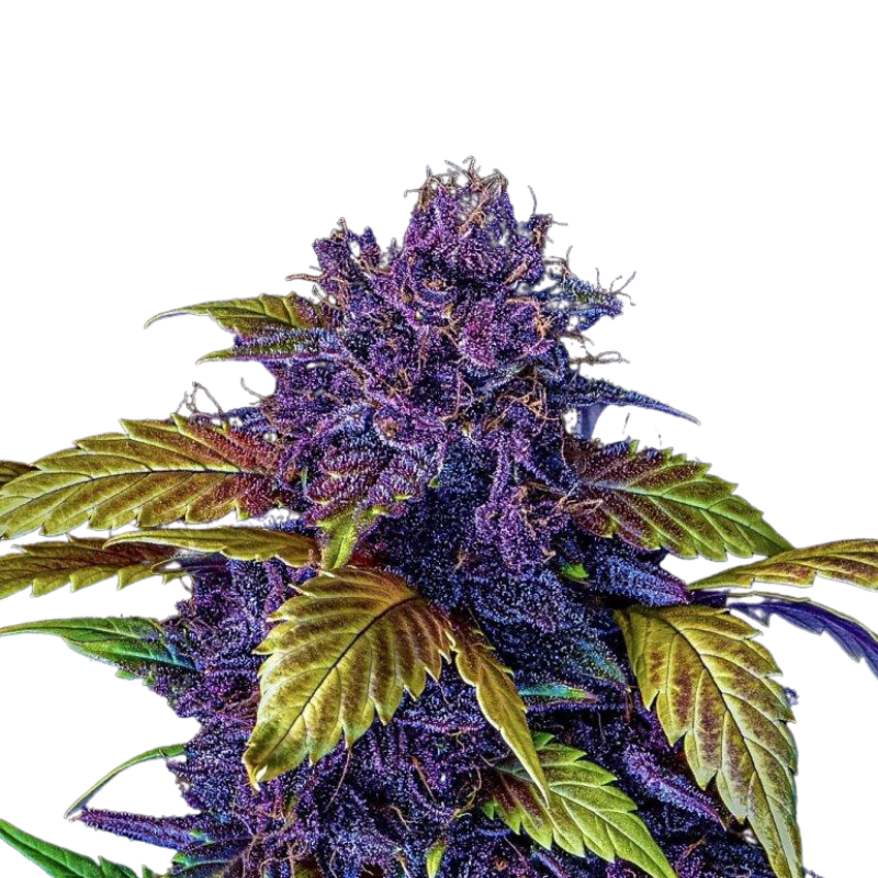 PURPLE LEMONADE FASTFLOWERING - 420 FASTBUDS