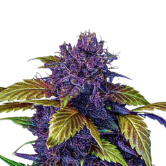 PURPLE LEMONADE FASTFLOWERING - 420 FASTBUDS