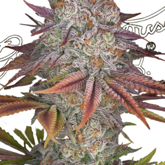 PULP FRICTION - GREEN HOUSE SEED CO