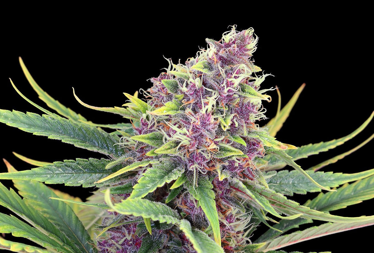KANNABIA SEEDS -  PURPLE KUSH