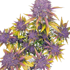Purple Lemonade Auto- 420 FASTBUDS