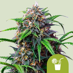 Purple Lemonade Auto Purple Haze x Lemon Skunk x Sweet Skunk Auto ROYAL QUEEN PACK 3
