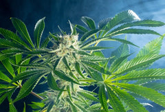 RAINBOW SHERBET 11 KANNABIA SEEDS FEM pack 3+1