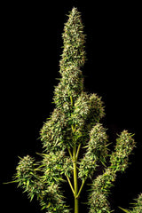 Runtz Auto KANNABIA SEED pack 3+1